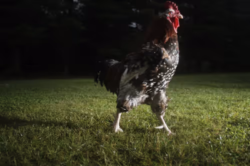 Item #20220623062623 Media