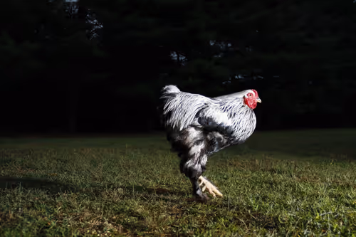 Item #20220725060738 Media