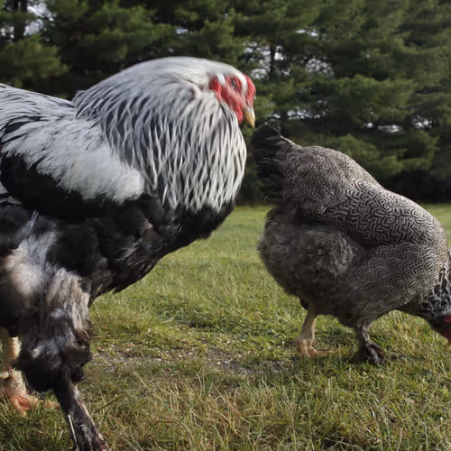 Chicken Photos