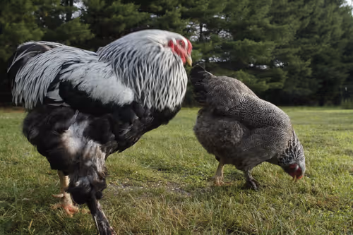 Item #20220620070041 Media