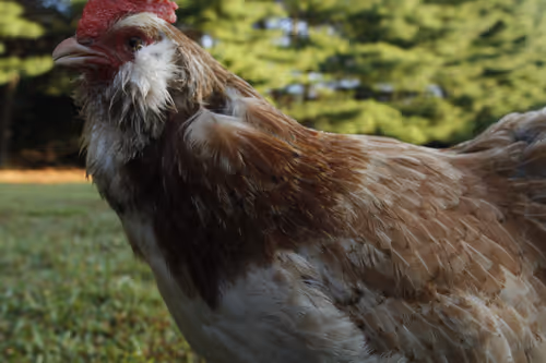 Item #20220818073255 Media