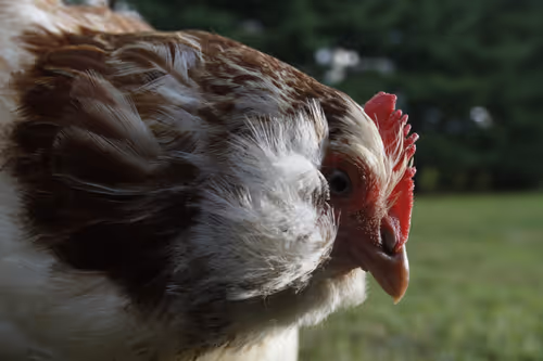 Item #20220726184955 Media