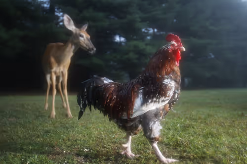 Item #20220806063805 Media