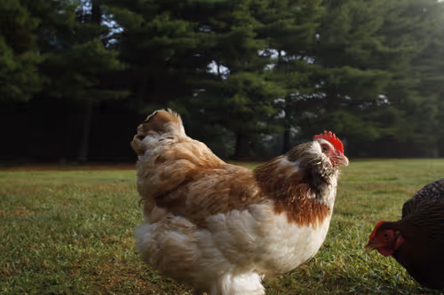 Item #20220727063928 Media