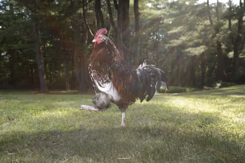 Item #20220711173424 Media