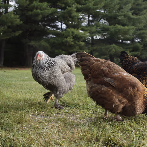 Chicken Photos
