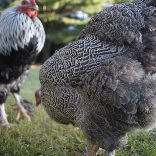 Chicken Photos