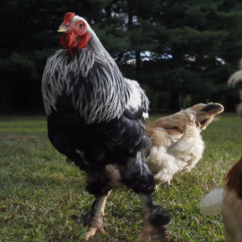 Chicken Photos