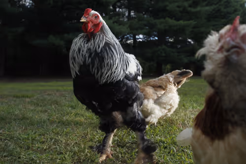 Item #20220814182515 Media