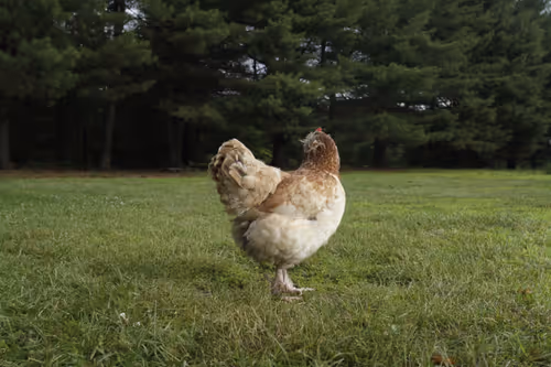 Item #20220614064720 Media