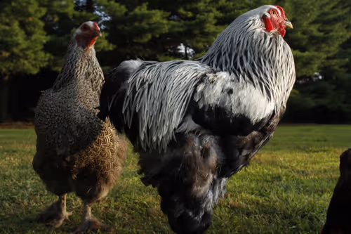 Item #20220721070055 Media