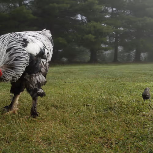 Chicken Photos