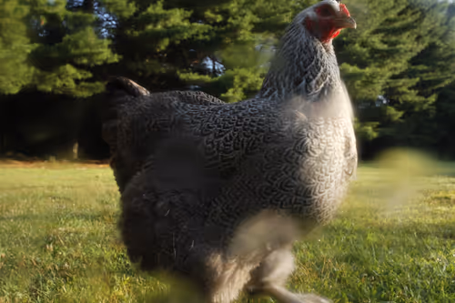 Item #20220715070436 Media