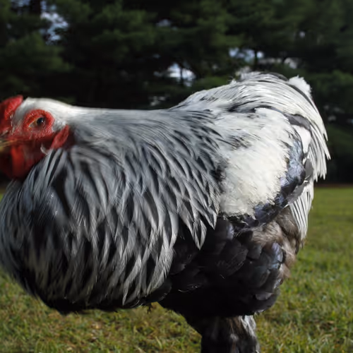 Chicken Photos