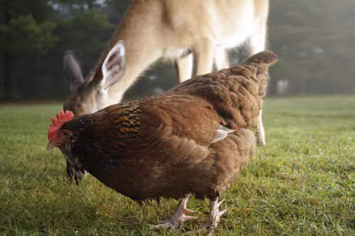 Item #20220624060723 Media