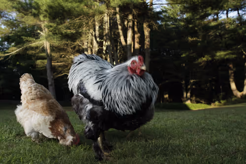 Item #20220711065956 Media