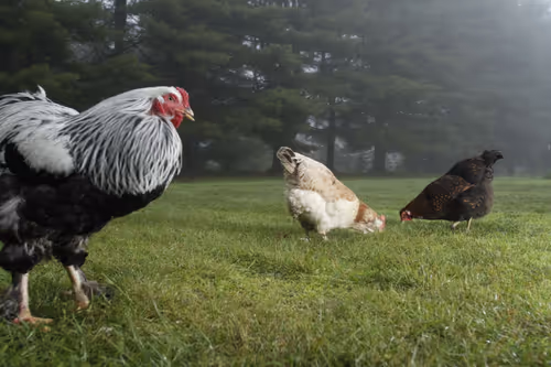 Item #20220613071111 Media