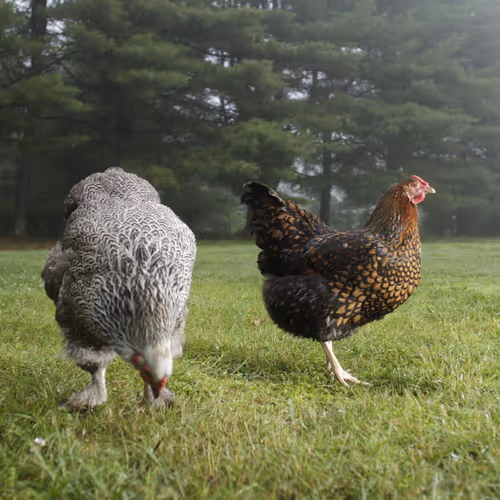 Chicken Photos