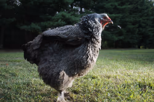 Item #20220818191937 Media