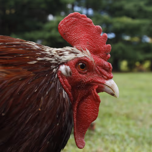 Chicken Photos