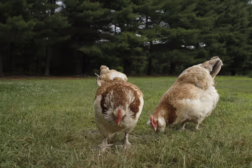 Item #20220618073313 Media