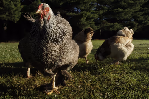 Item #20220629071114 Media