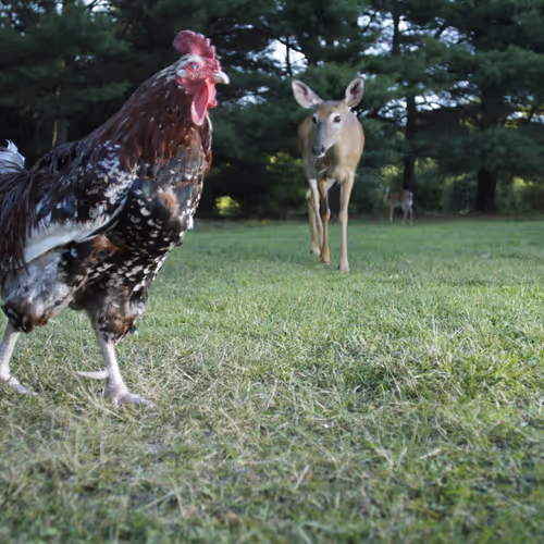 Chicken Photos