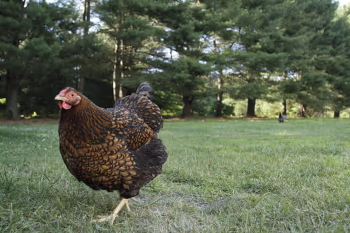 Item #20220617174746 Media