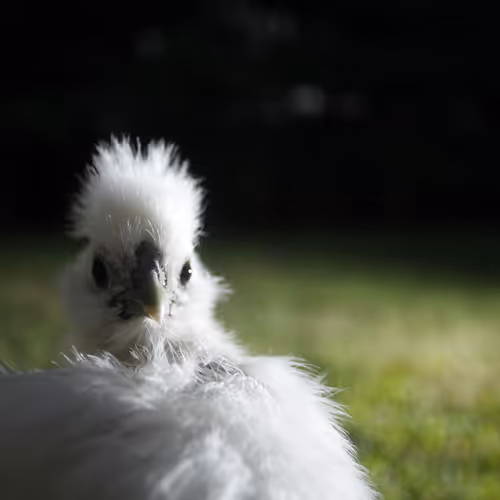 Chicken Photos
