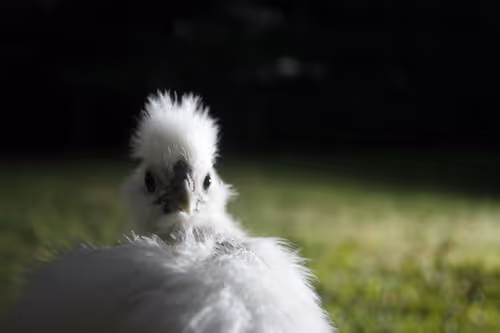 Item #20220808193220 Media