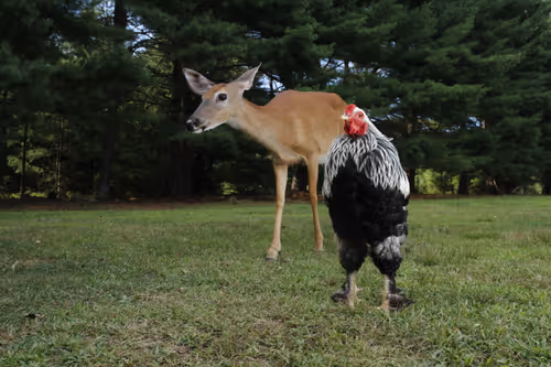 Item #20220726170347 Media