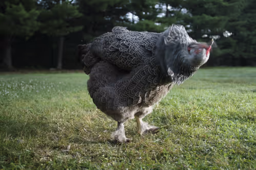 Item #20220630060252 Media