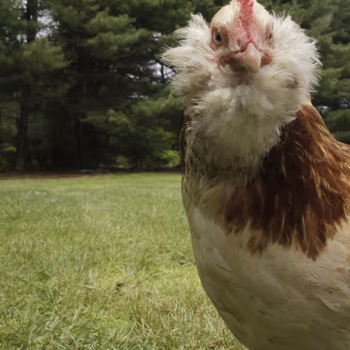 Chicken Photos