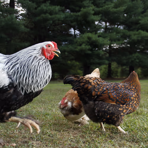 Chicken Photos