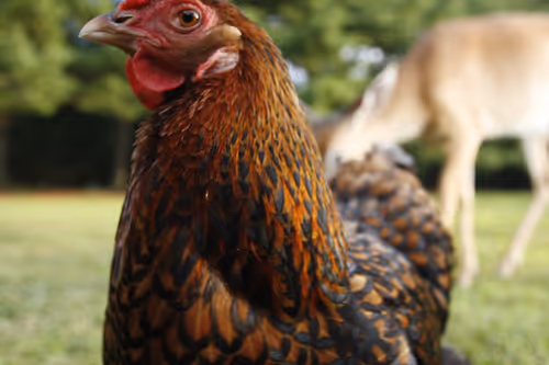 Item #20220721070608 Media