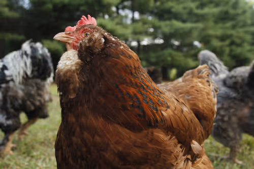 Item #20220820182212 Media