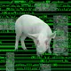PIG CODE