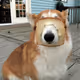 DOG TOAST 1155
