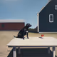 Country Dog