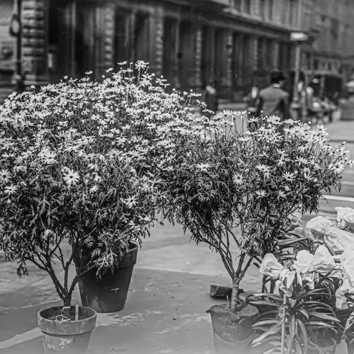 Union Square Floral Merchants 1900