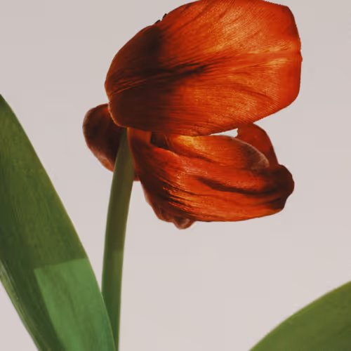 Reverie In Bloom