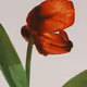 [reverie in bloom]