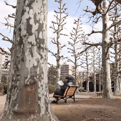 The Giving Tree #2