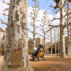 The Giving Tree #1