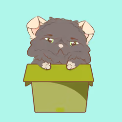 Ragdoll #21