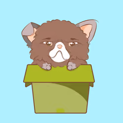 British Shorthair #204