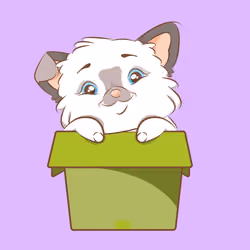Maine Coon #81