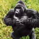 Mountain Gorilla #13
