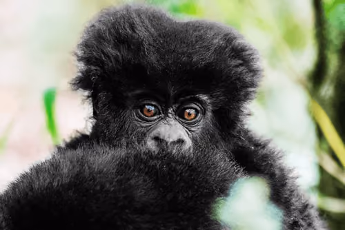 Mountain Gorilla #30
