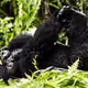 Mountain Gorilla #5
